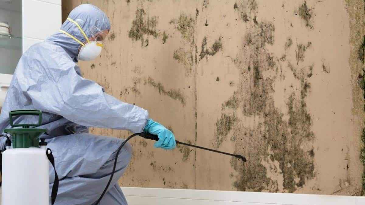 6 Signs Your Home May Have Toxic Black Mold