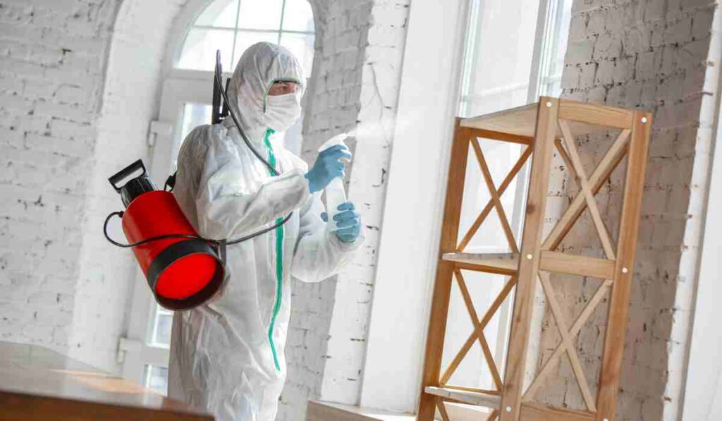 best mold removal Toronto