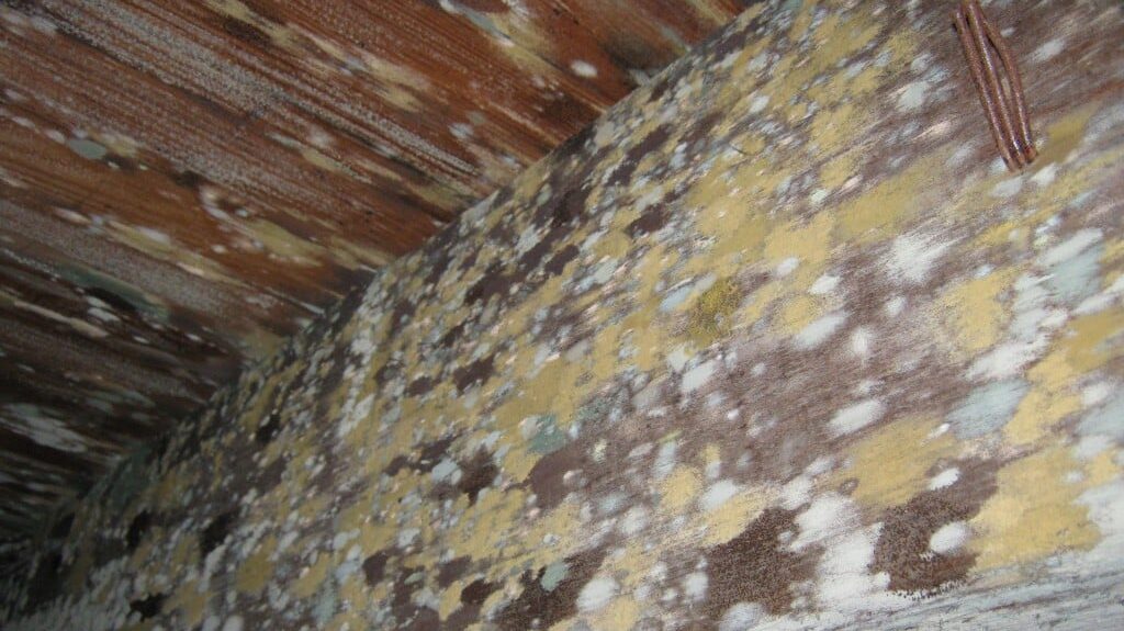 Do You Need Attic Mold Removal? 7 Indicators for Toronto Homeowners