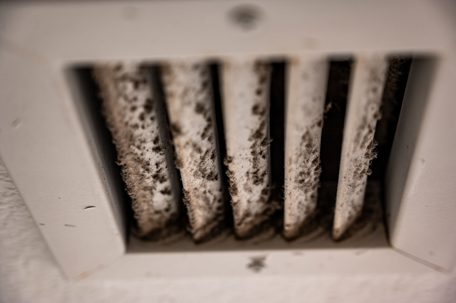Why Proper Ventilation Matters in Mold Removal? Here’s What You Should Know