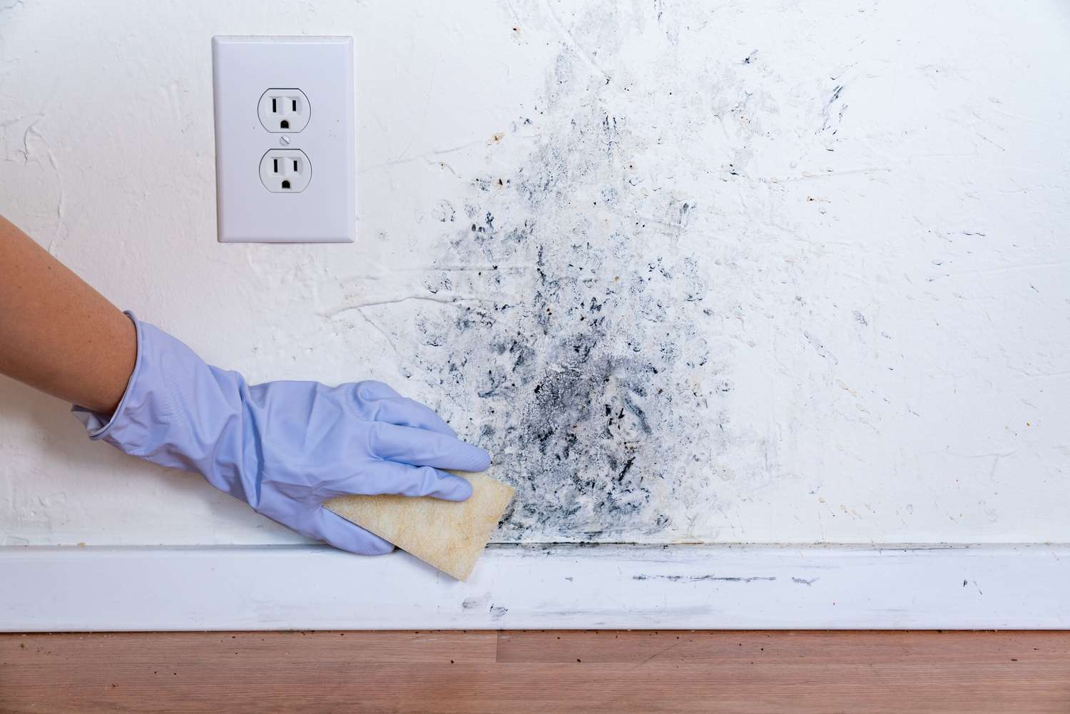 How to Prevent Mold Growth in the Summer? 5 Tips to Remember