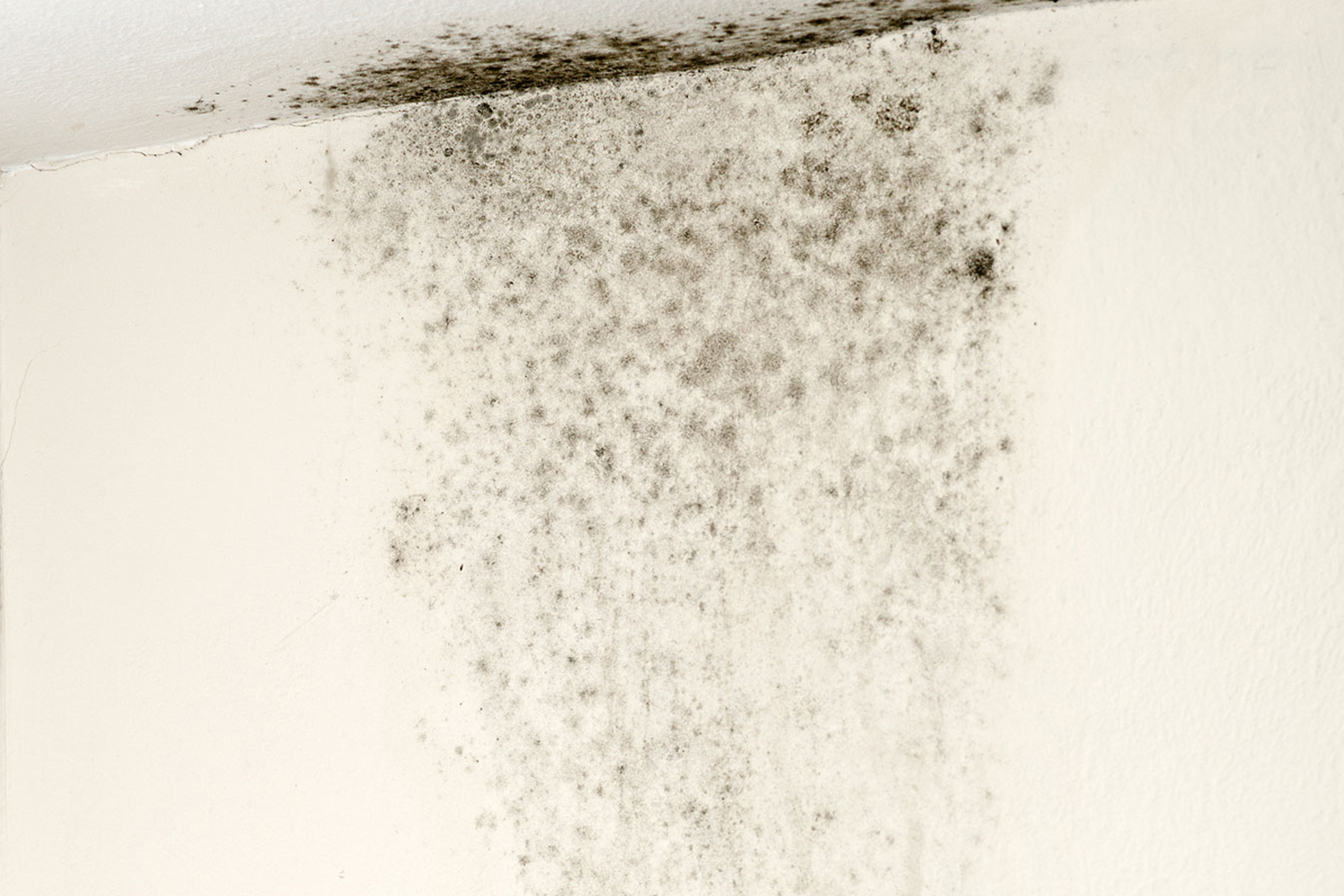 5 Preventative Tips to Keep Mold at Bay this Summer